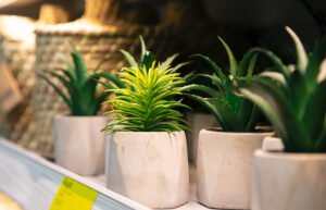 Best Plants for Home and Office Decoration